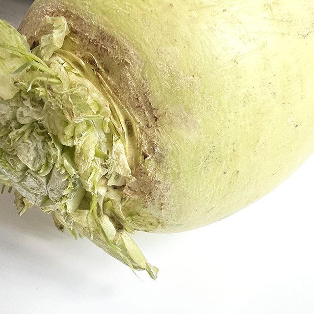 Korean radish Asian Food Dictionary